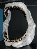 Челюсть ископаемой акулы Carcharodon megalodon (поздний кайнозой). Реконструкция