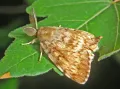 Непарный шелкопряд (Lymantria dispar). Бабочка
