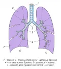 Бронхи и их ветвление в правом и левом лёгких (схема)