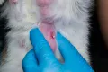 Массаж молочной железы кошки