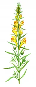 Льнянка обыкновенная (L. vul­garis)