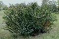 Кизильник блестящий (Cotoneaster lucidus) 