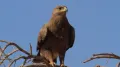 Степной орёл (Aquila nipalensis) в пустыне