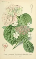 Гортензия крупнолистная (Hydrangea macrophylla). Ботаническая иллюстрация 