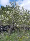 Черёмуха пенсильванская (Prunus pensylvanica)