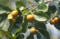 Чилибуха (Strychnos nux-vomica). Плоды