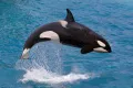 Косатка (Orcinus orca)