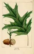 Дуб красный (Quercus rubra). Ботаническая иллюстрация