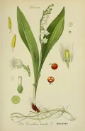 Ландыш. Ландыш май­ский (Convallaria majalis). Ботаническая иллюстрация