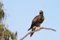 Клинохвостый орёл (Aquila audax)