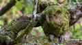 Совиный попугай (Strigops habroptilus)