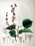 Эуптелея многотычинковая (Euptelea polyandra). Ботаническая иллюстрация