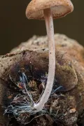 Мицелий беоспоры мышехвостой (Baeospora myosura)