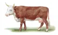 Казахская белоголовая порода крупного рогатого скота