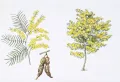 Акация серебристая (Acacia dealbata). Ботаническая иллюстрация