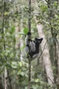 Бабакото (Indri indri). Общий вид животного