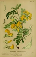 Пузырник древовидный (Colutea arborescens). Ботаническая иллюстрация
