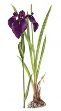 Касатик мечевидный (Iris ensata) 