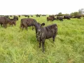 Республика Марий Эл. Стадо коров на поле племзавода «Шойбулакский»
