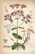 Душица обыкновенная (Oríganum vulgare). Ботаническая иллюстрация