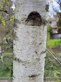 Берёза повислая (Betula pendula). Кора
