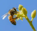 Пчела собирает нектар с цветков авокадо