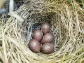 Пятнистый конёк (Anthus hodgsoni). Гнездо с яйцами