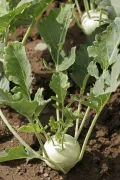 Капуста кольраби (Brassica oleracea var. gongylodes)