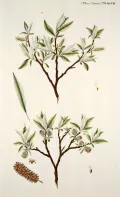 Ива лопарская (Salix lapponum). Ботаническая иллюстрация