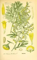 Полынь горькая (Artemisia absinthium). Ботаническая иллюстрация