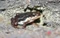 Живородящая жаба (Nimbaphrynoides occidentalis)