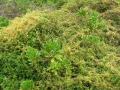 Повилика полевая (Cuscuta campestris)