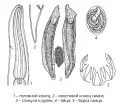 Тело паразита Dictyocaulus viviparus