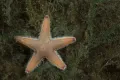 Морская звезда Astropecten platyacanthus. Норвегия