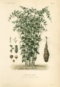 Ямс (Dioscorea polystachya). Ботаническая иллюстрация