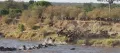 Ежегодная миграция голубых гну. Национальный парк Серенгети (Танзания)