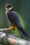 Чеглок (Falco subbuteo). Общий вид 