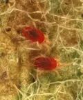 Красный плодовый клещ (Pa­no­ny­chus ulmi)