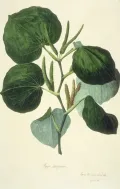 Перец кава (Piper methysticum). Ботаническая иллюстрация