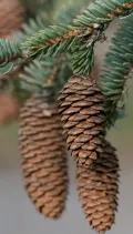 Ель Коямы (Picea koyamae). Шишки