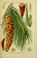 Сосна Уоллича (Pinus wallichiana). Ботаническая иллюстрация