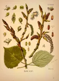 Тополь чёрный (Populus nigra). Ботаническая иллюстрация