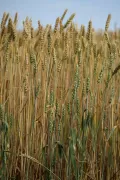 Пшеница мягкая (Triticum aestivum)