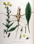 Ослинник двулетний (Oenothera biennis). Ботаническая иллюстрация