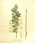 Карагана кустарниковая (Caragana frutex). Ботаническая иллюстрация