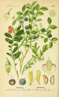 Черника (Vaccinium myrtillus). Ботаническая иллюстрация