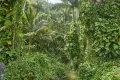 Тропическая растительность в долине Виньялес (Куба)