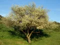 Черёмуха махалеб (Prunus mahaleb)