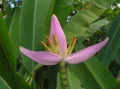 Банан лавандовый (Musa ornata)