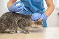 Дегельминтизация кошки. Подкожное введение препарата